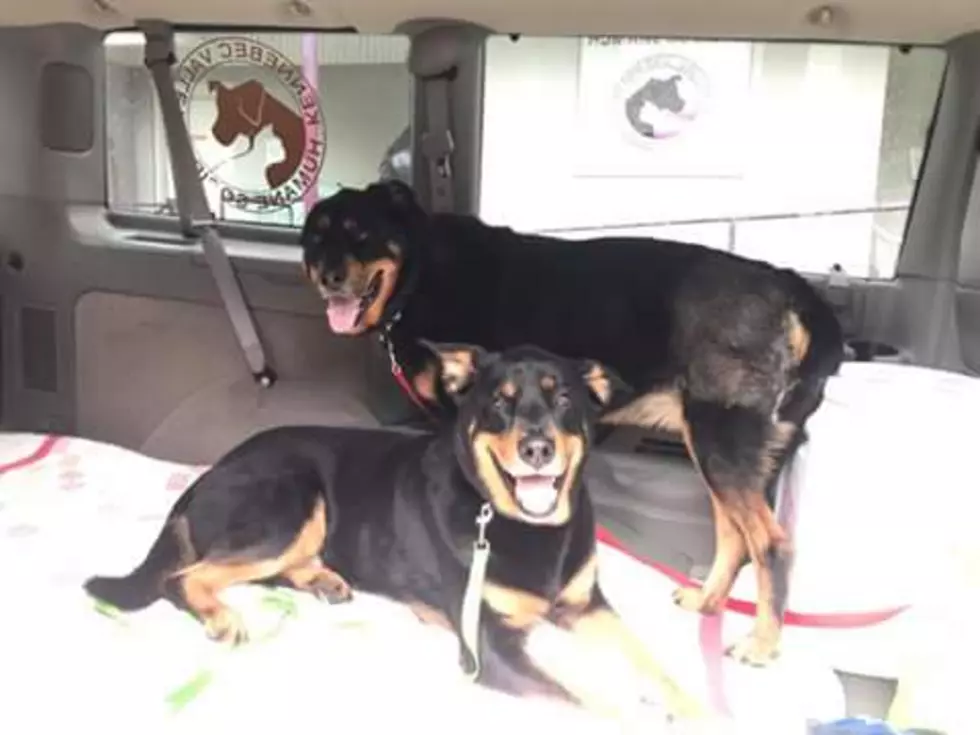 Roadhouse Lou&#8217;s Kennel Mates Max And Scooby Get Adopted!
