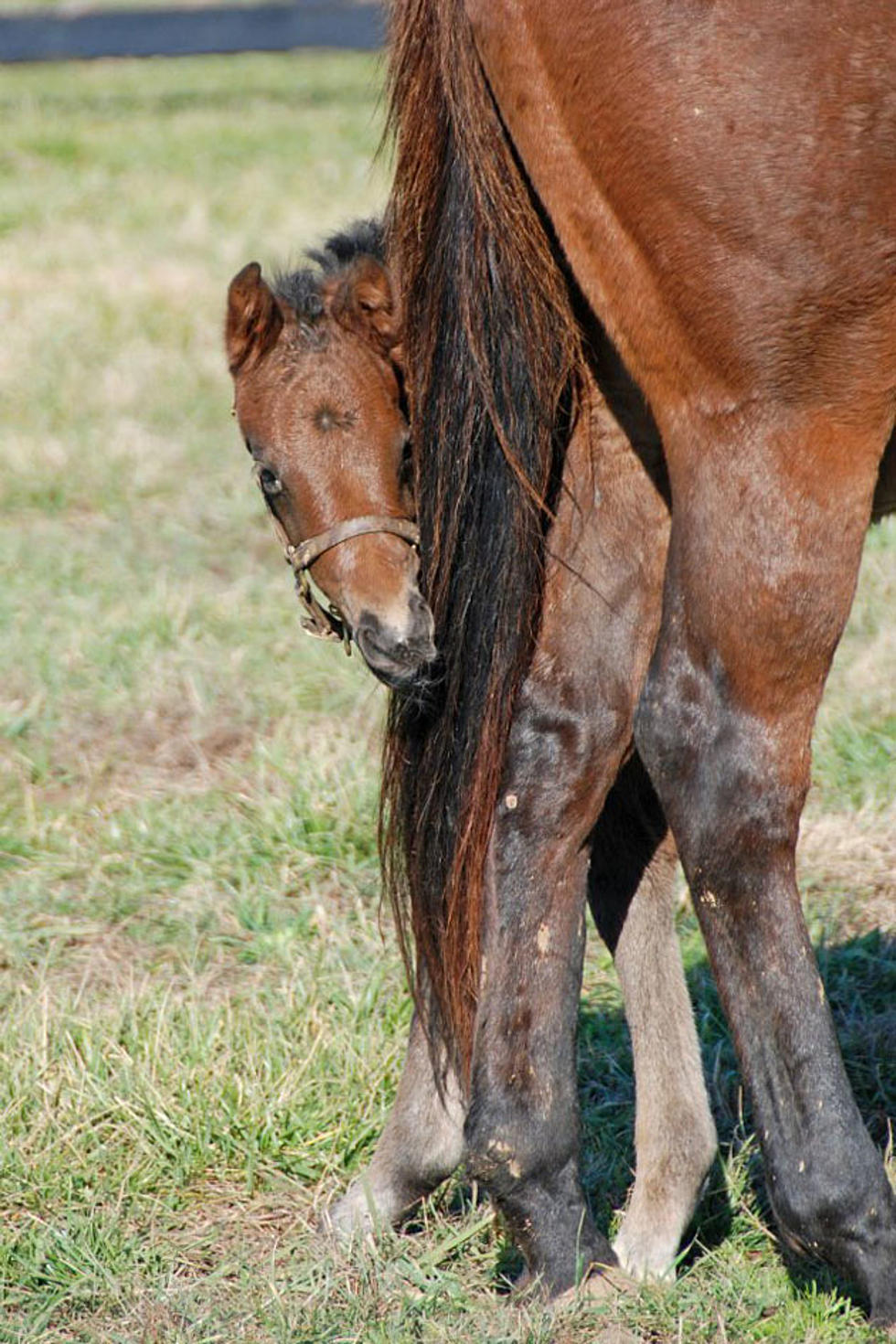 Mainer Headed to Mongolia for Endurance Horse Race