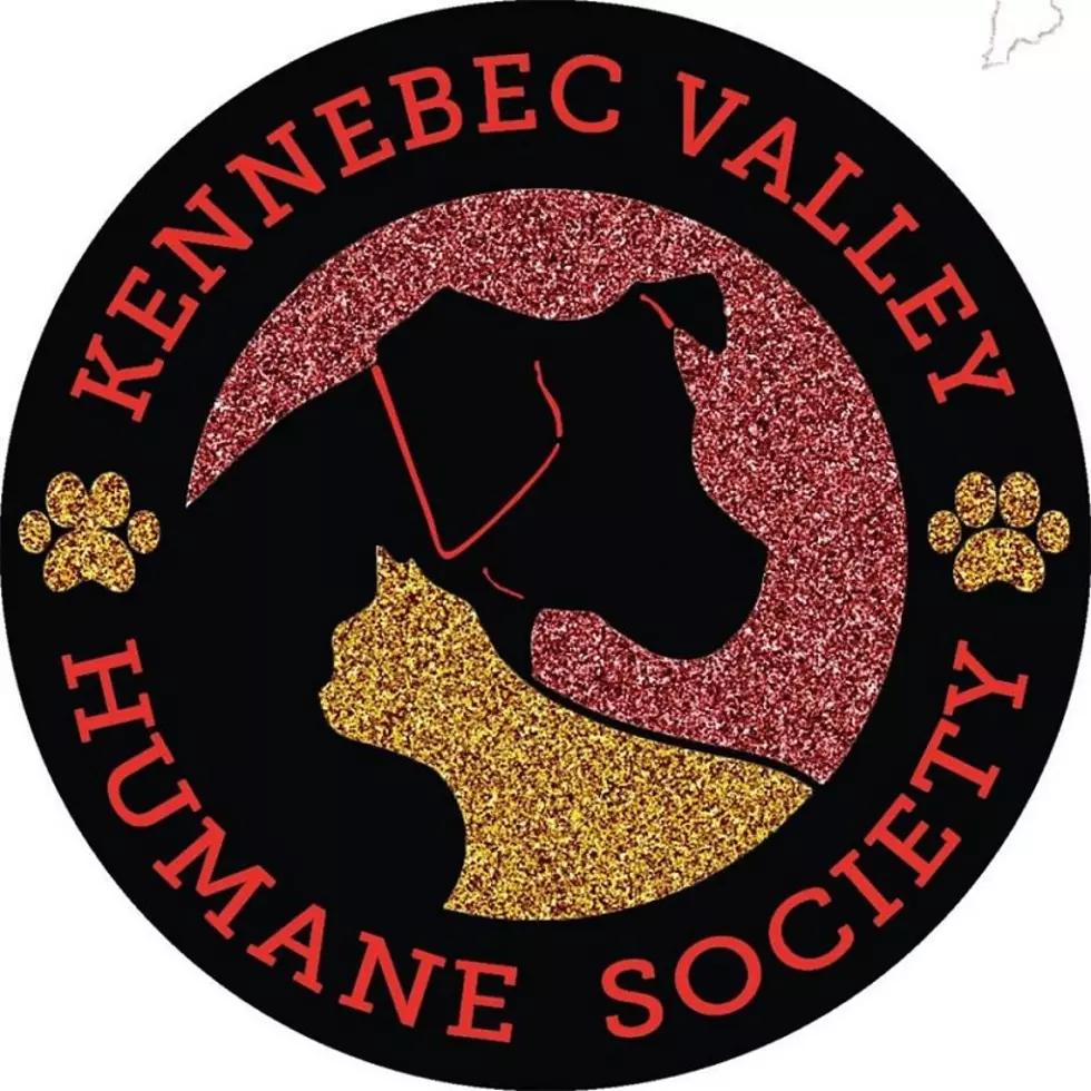 Kennebec Valley Humane Society Takes The 2020 Mutt Strut Virtual