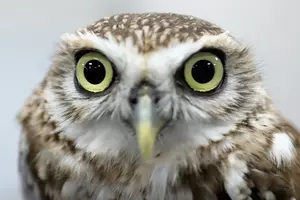 Skiers Warned of Dive-Bombing Owl