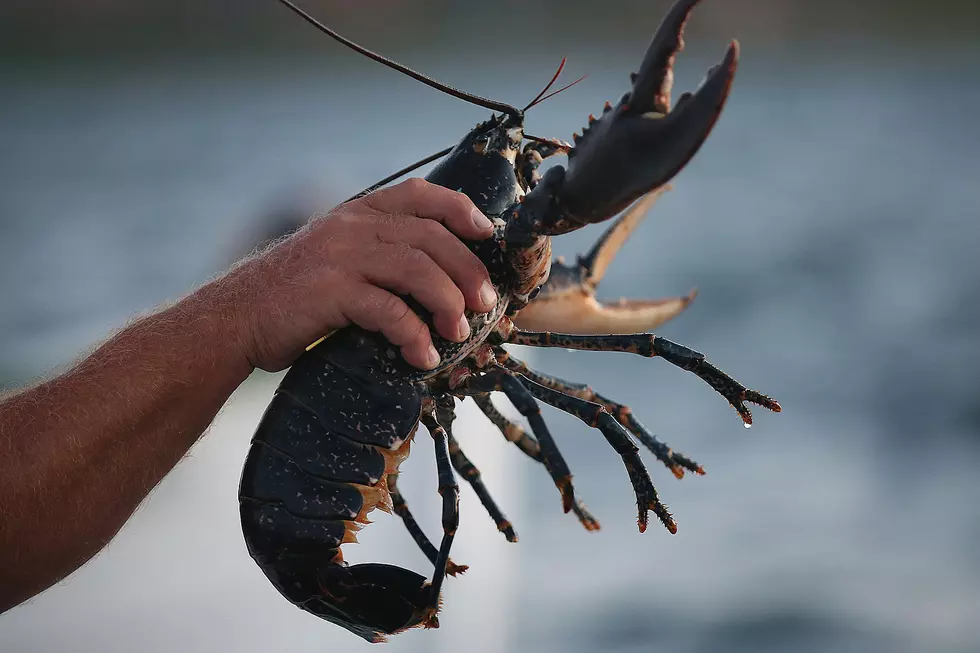 Chinese Media Blames Maine Lobster For COVID-19 Pandemic