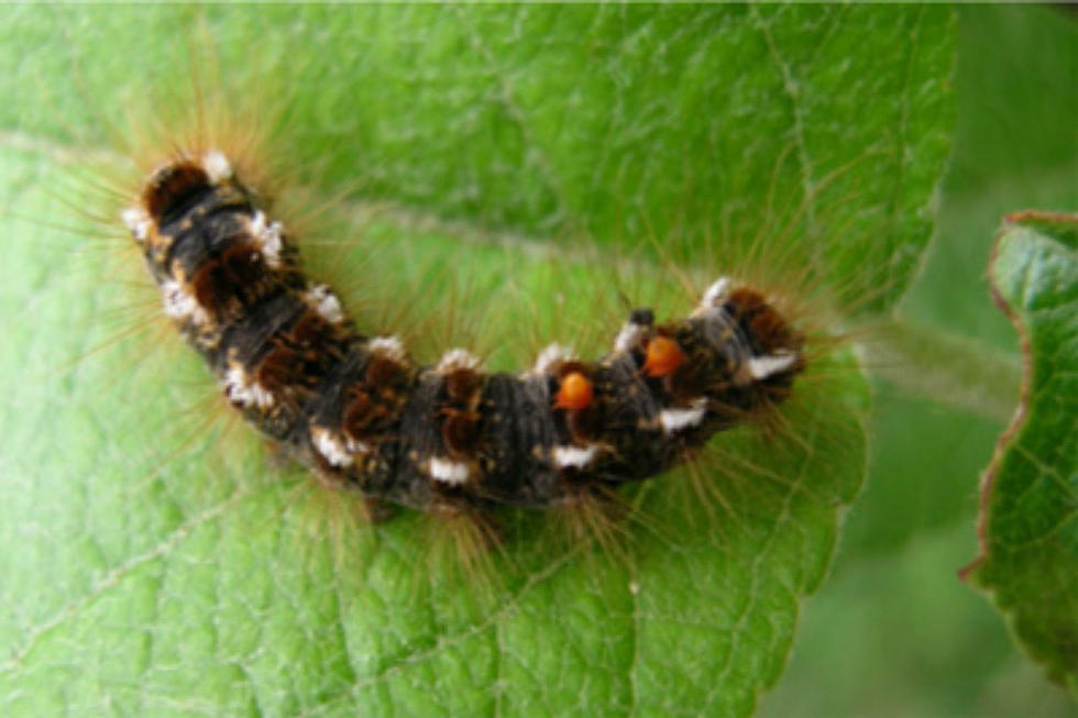 Large Populations Of Toxic Moths Found In Waterville Area