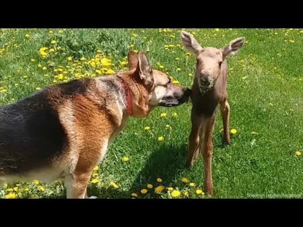 Baby Moose and Dog Become Friends (VIDEO)