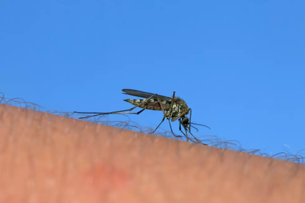 How To Best Deal With Mosquitoes... Eat Them!