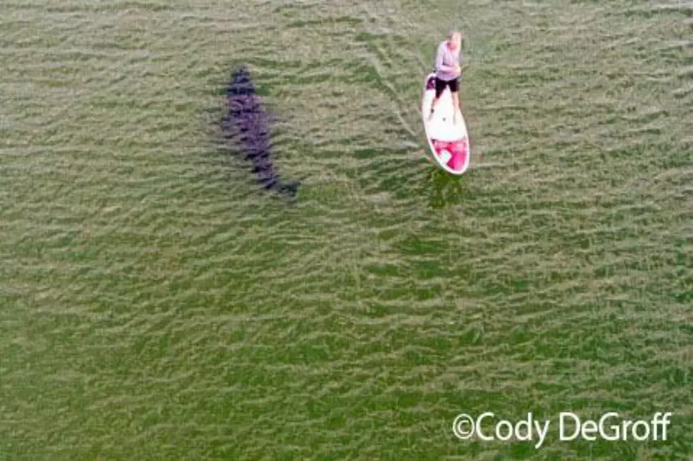 Unsuspecting Paddle Boarder & Great White = Too Close For Comfort
