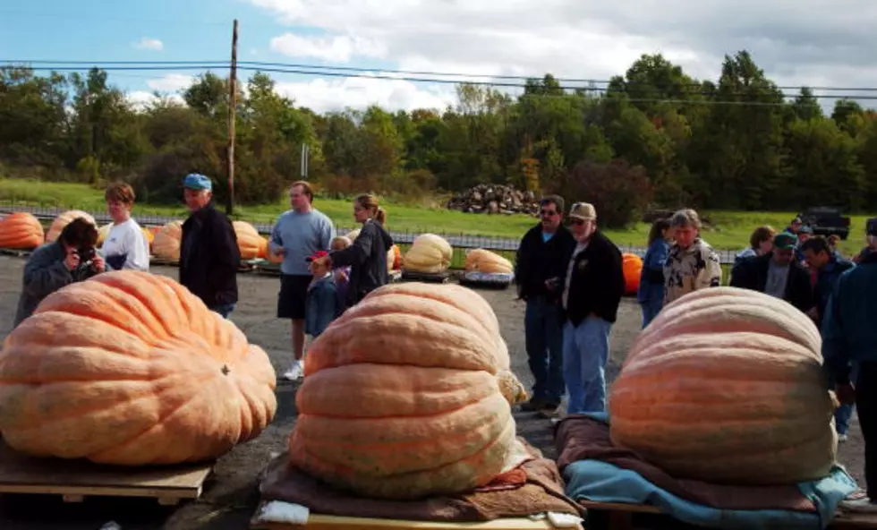 The Largest Pumpkin In The Nation