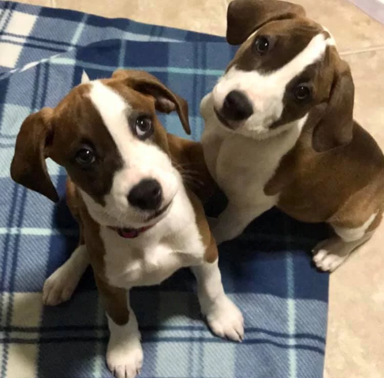 selling puppies online