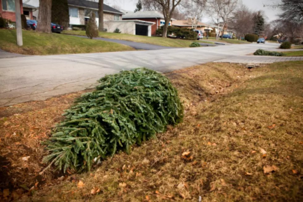 How & Where To Recycle Your Christmas Tree