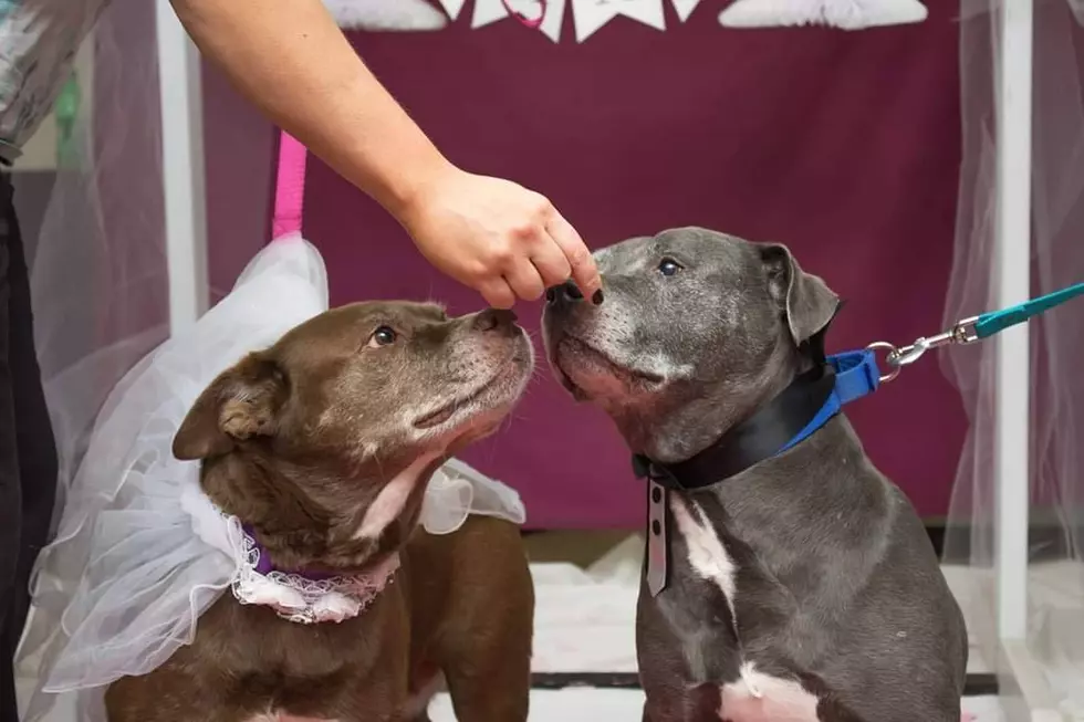 This Wedded Pair of Pooches Are Still Looking For a Home