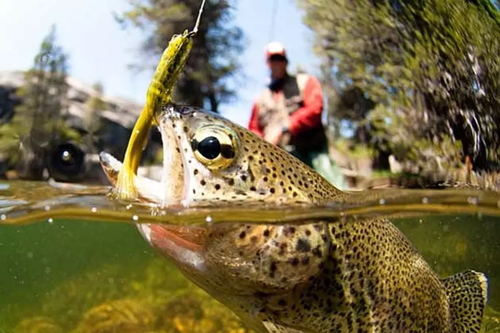 Maine Fishing Season Now Open - No License Needed