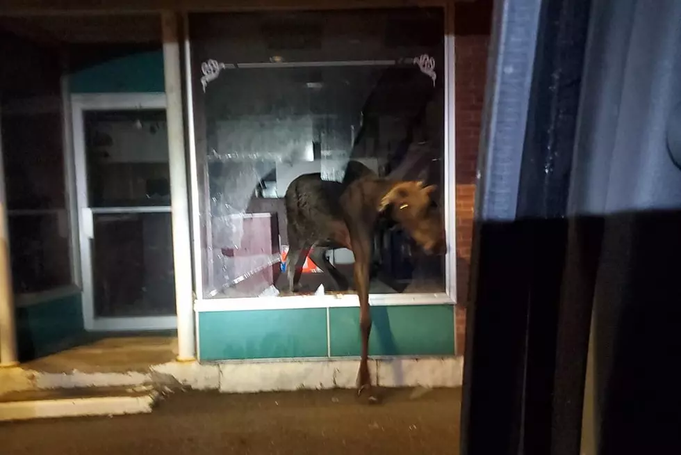 A Moose Broke Into a Dover-Foxcroft Pizza Joint