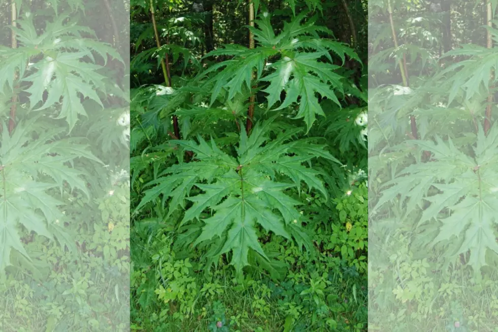 Keep an Eye Out for This Dangerous Plant in Maine