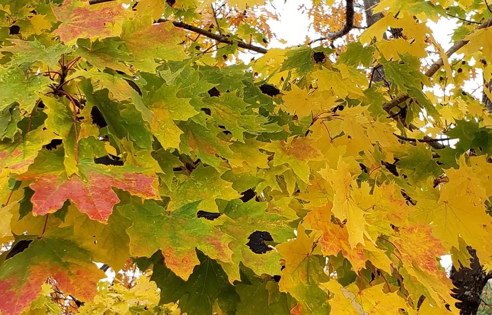 Have You Seen Any Maple Leaves With Black Spots In Maine