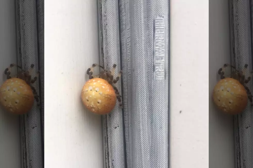 Yes, This Spider Lives in Maine