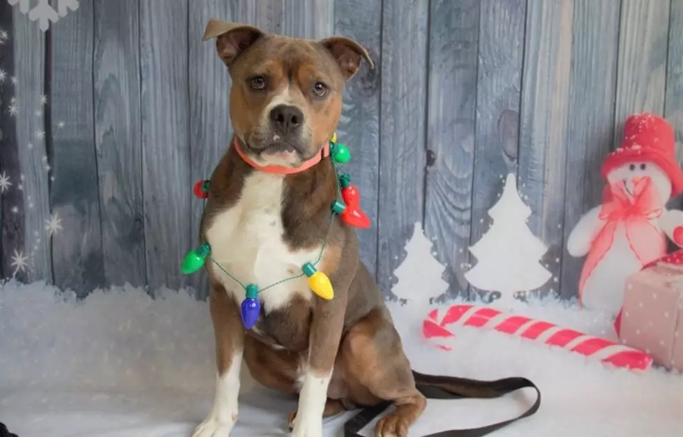 KVHS Offering Christmastime Adoption Specials