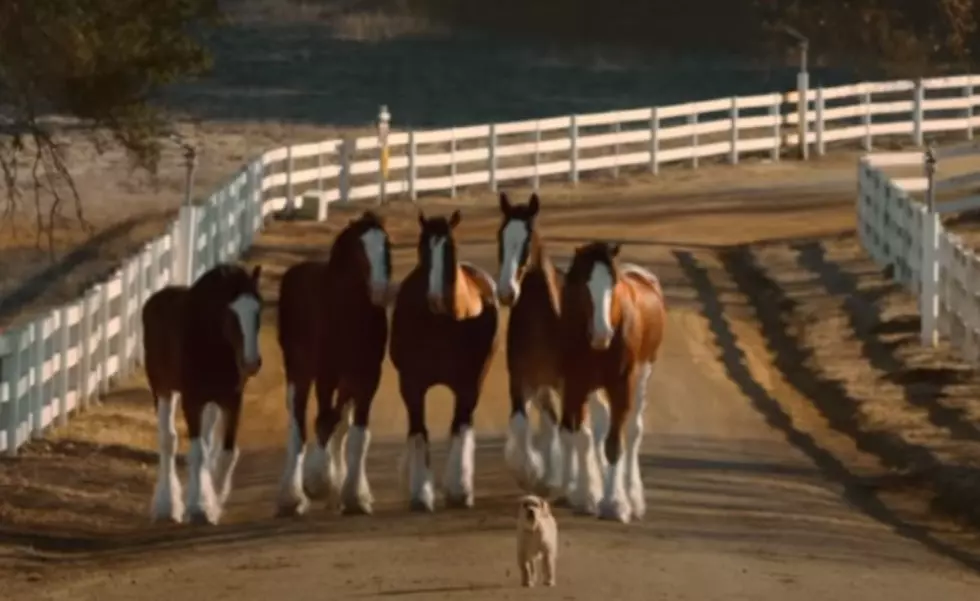 New Budweiser Ad Will Make You Smile And Tear-Up, Too