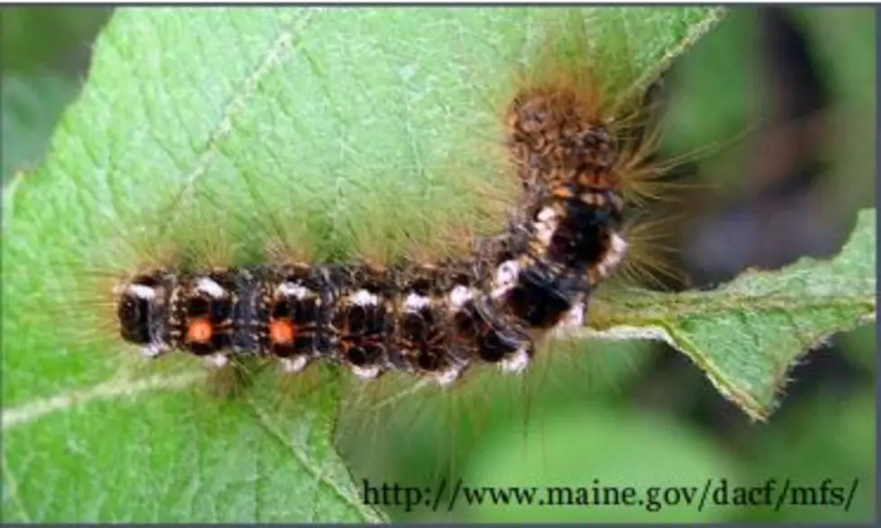 Browntail Moth Rash Tips