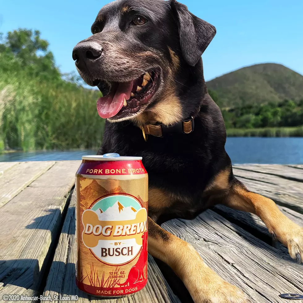 Busch Introduces A Brew For Dogs