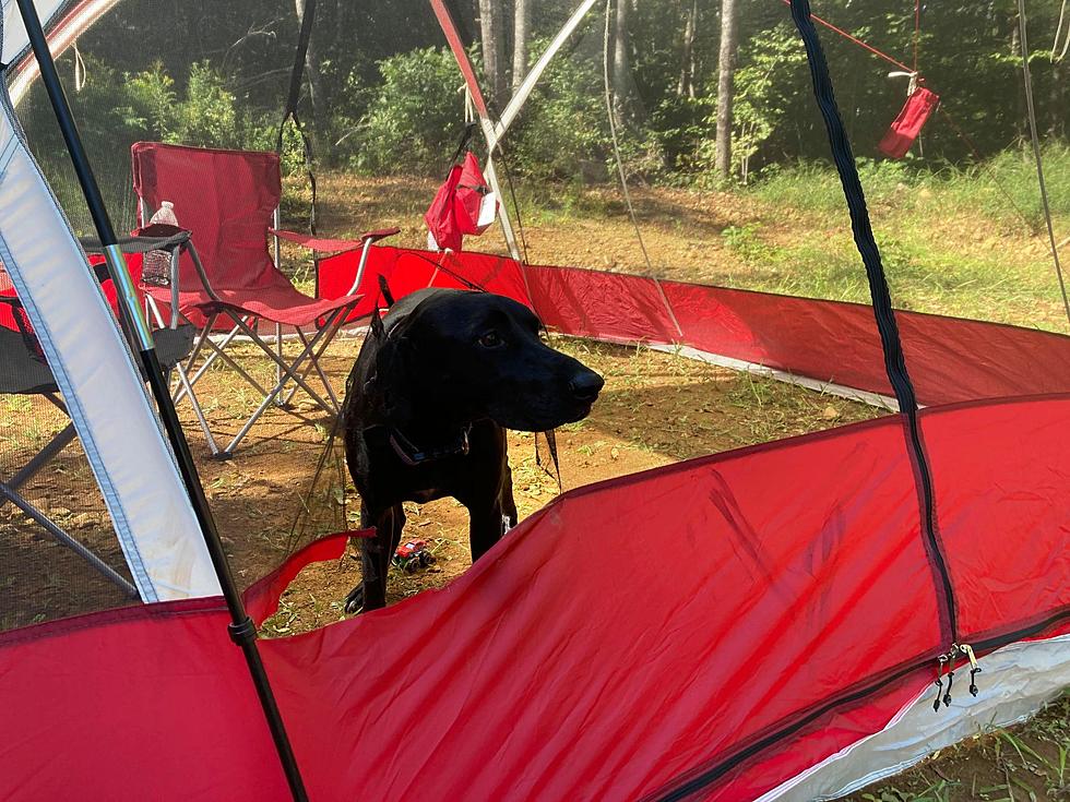 My Brand New Screen Tent Now Has A Doggy Door