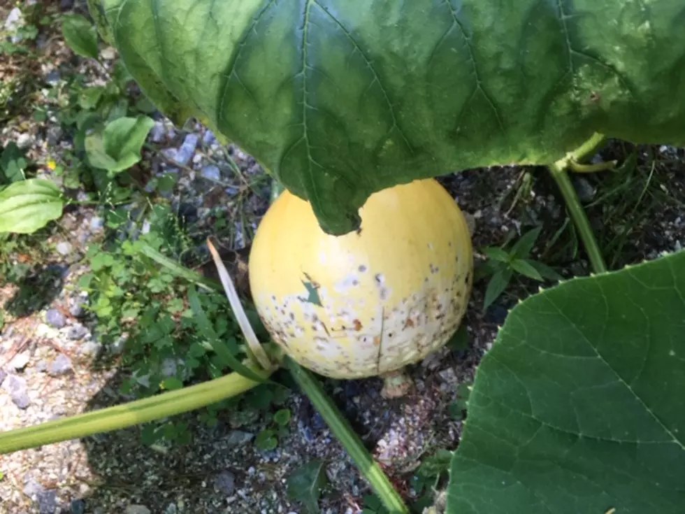 High Hopes Of A Giant Pumpkin Foiled