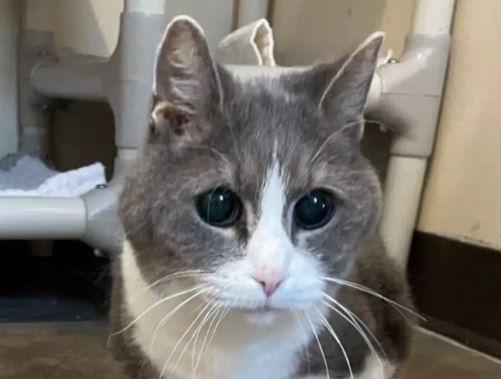Maine Kitty With The Saddest Eyes Needs A Fur-ever Home
