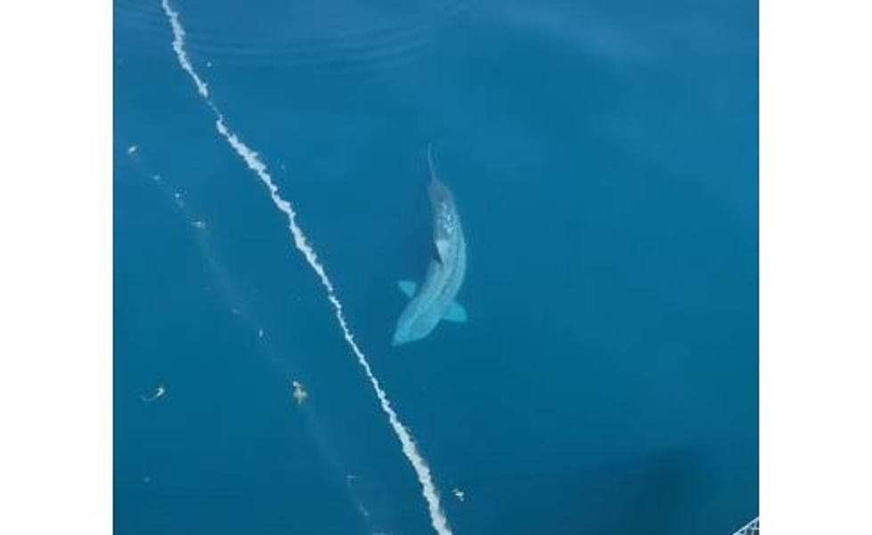 See Video Of A Gigantic Shark Off The Coast Of Massachusetts