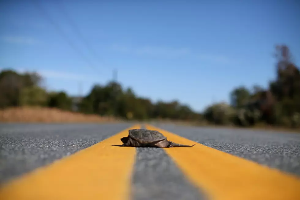 Watch Out For Maine Turtles Crossing The Road