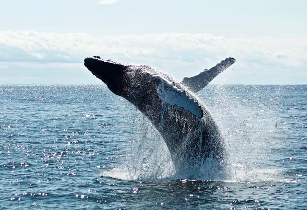 A Modern Day &#8220;Jonah&#8221; &#8211; Massachusetts Man Swallowed By Whale