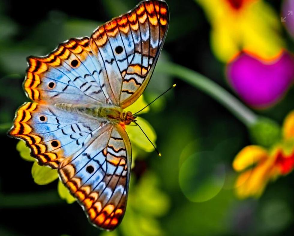 Spend The Day Surrounded By Dazzling Butterflies At This New England Garden