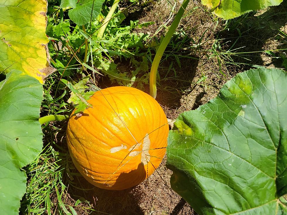 We Purposely Carved Our Accidentally Grown Pumpkins: PHOTOS