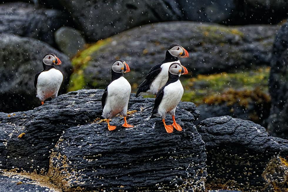 Cooped Up? Photos Of This Puffin Island Will Make You Feel Free
