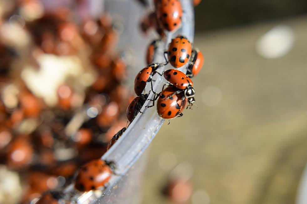 What You Need To Know About Lady Bugs Getting Into Your Home