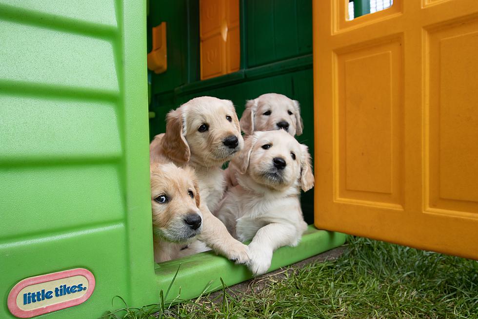 Here&#8217;s How You Can Raise Maine Service Puppies On Weekends