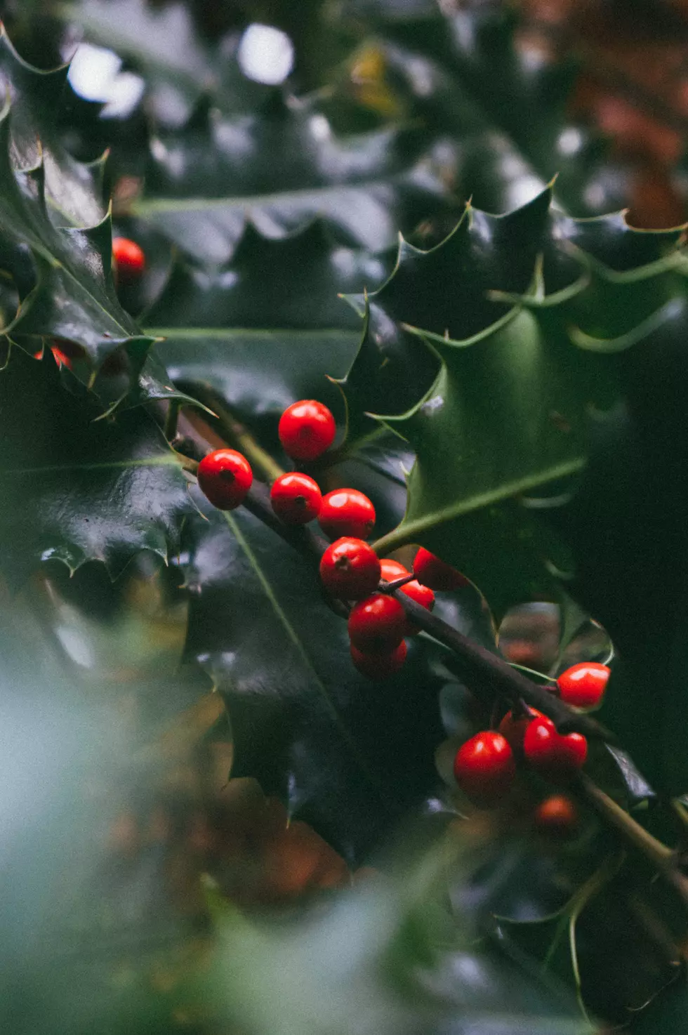 Photo by Tobias Tullius on Unsplash