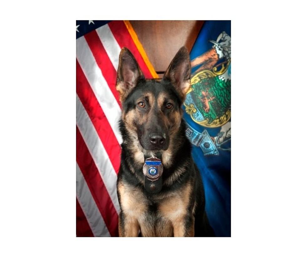 Auburn K-9 Officer "Rocky" Retiring After 8 Years In Service