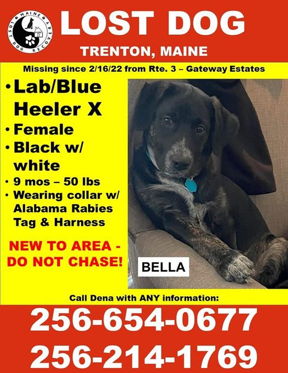 Missing Dog In The Trenton Maine Area: Have you seen Bella?