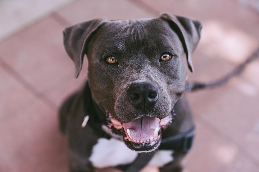 Waterville Pitbull Rescue Hopes To Open Hearts &#038; Change Minds