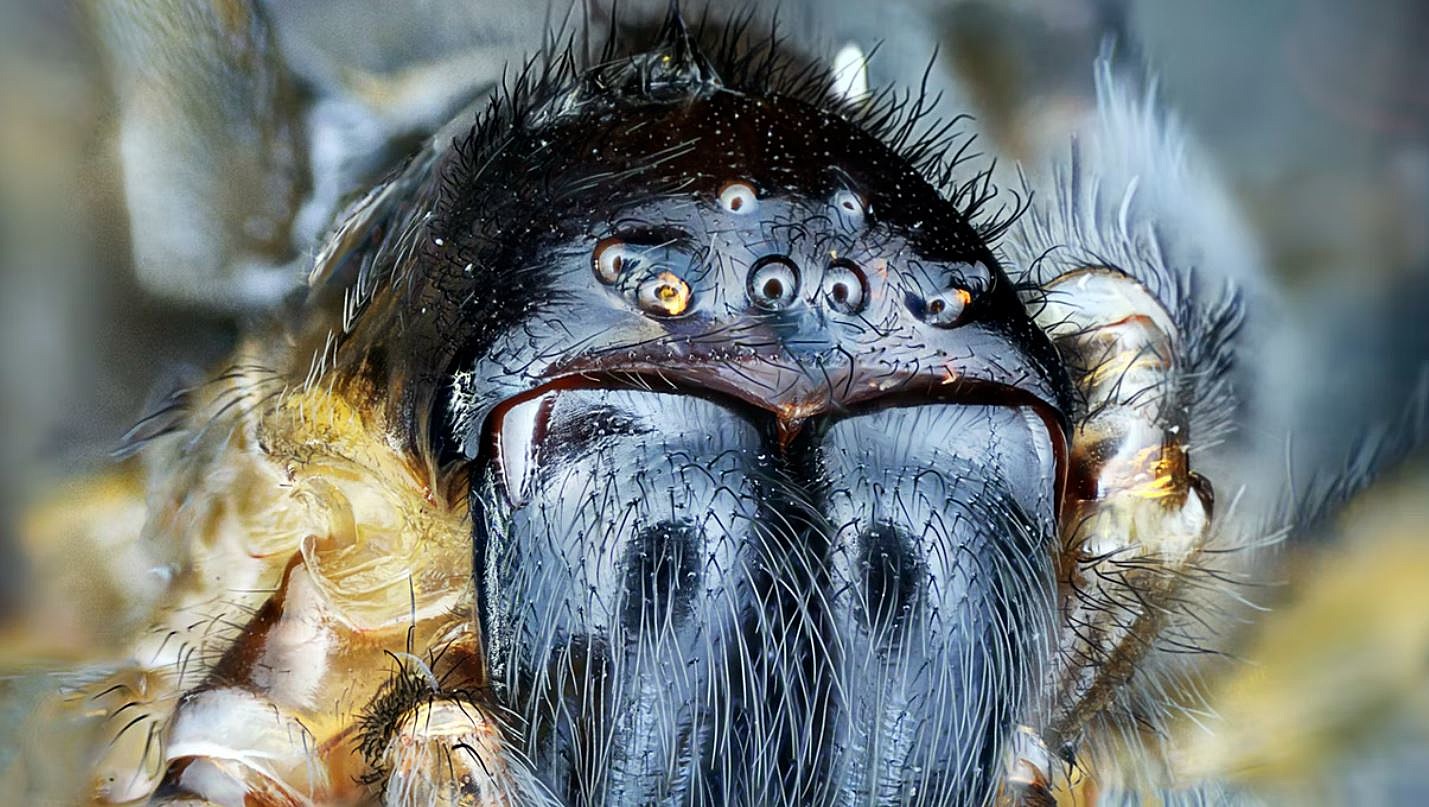 Joro Spiders Look Frightening, but They May Be Scaredy-Cats - The New York  Times