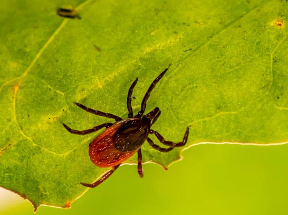 Maine &#038; New Hampshire Could See More Ticks This Year