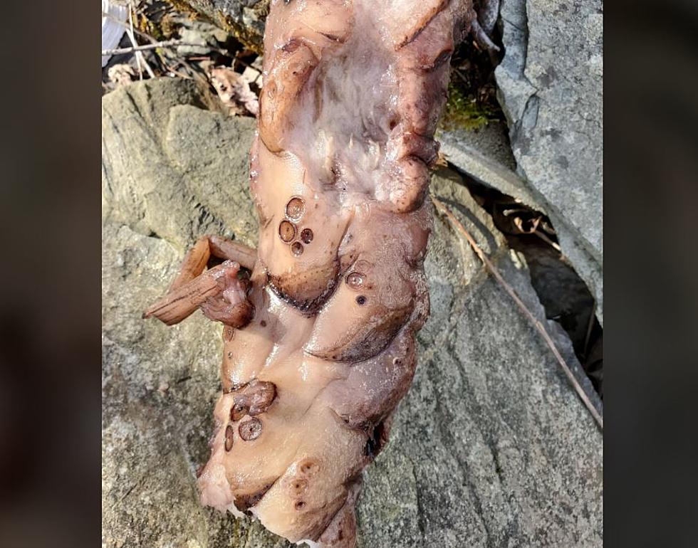 What Is This Thing That Washed Up On The Shore Of A Maine Lake?