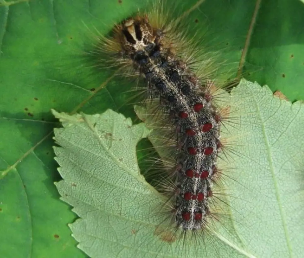 These Insects Could Make A Meal Out Of Trees In Maine This Summer