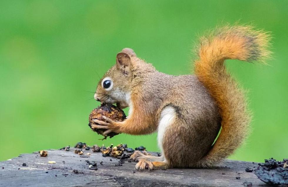 Will Maine Be Facing Armies Of Squirrels This Summer And Fall?