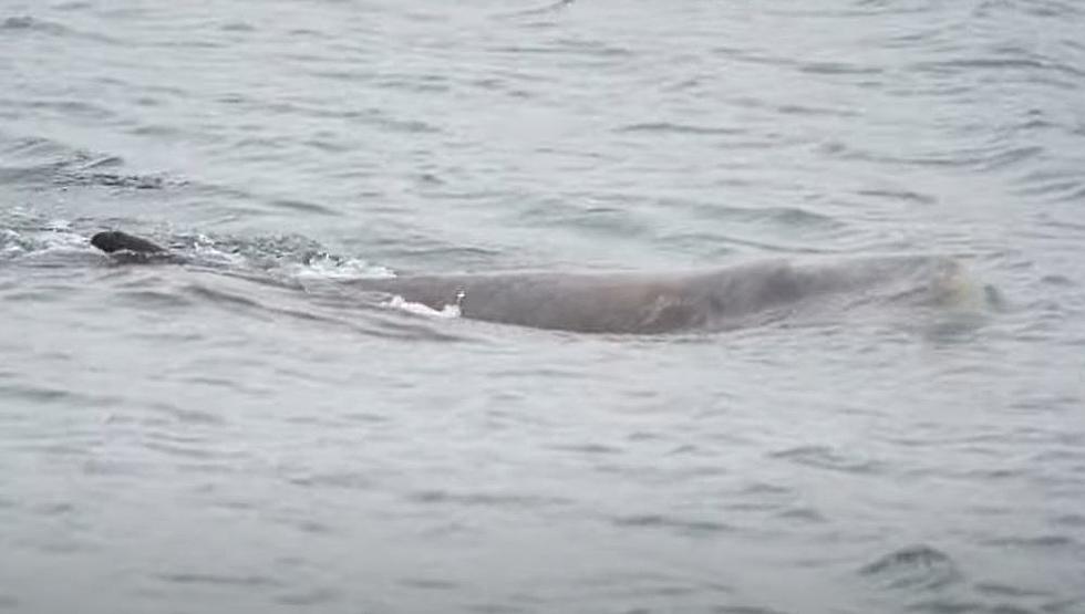 Check Out This Amazing Video Of A Minke Whale Off The Maine Coast