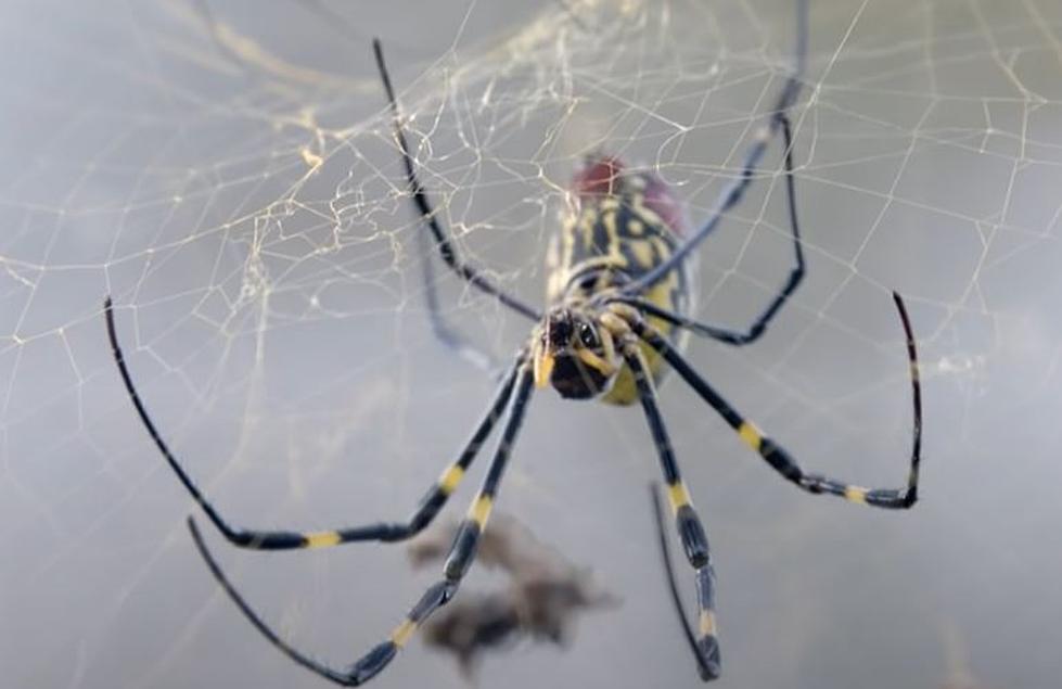 Giant Flying Spiders Could Invade Maine, Massachusetts in 2024