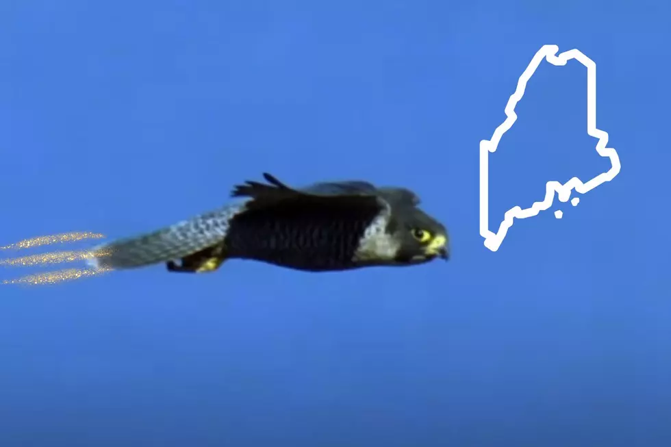 The Fastest Animal in Maine is Almost as Fast as a Jet Fighter