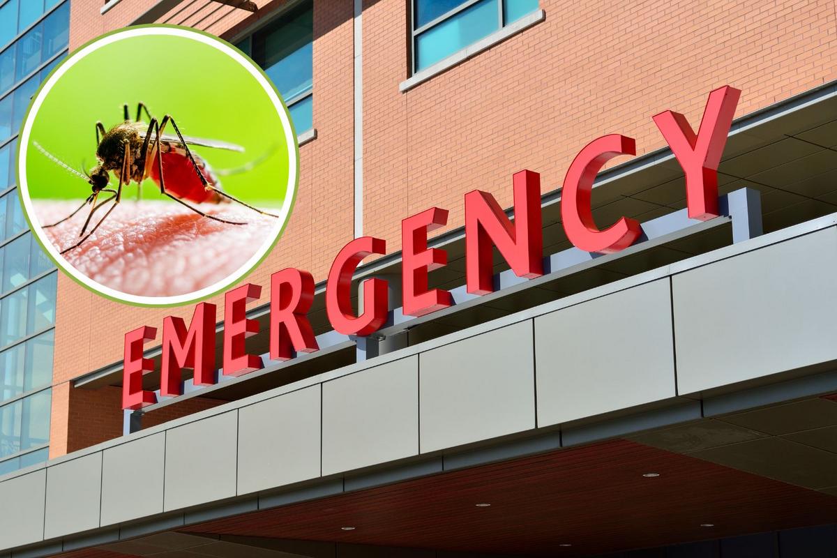 Maine CDC Warning About World's Deadliest Creature