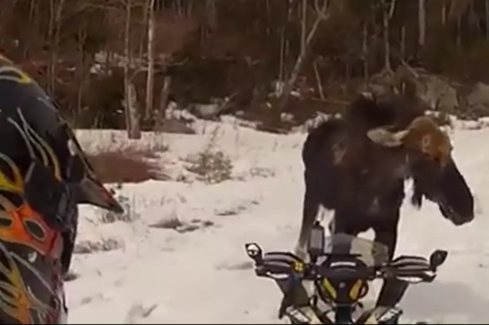 Snowmobilers Encounter Angry Moose in Jackman, Maine [VIDEO]