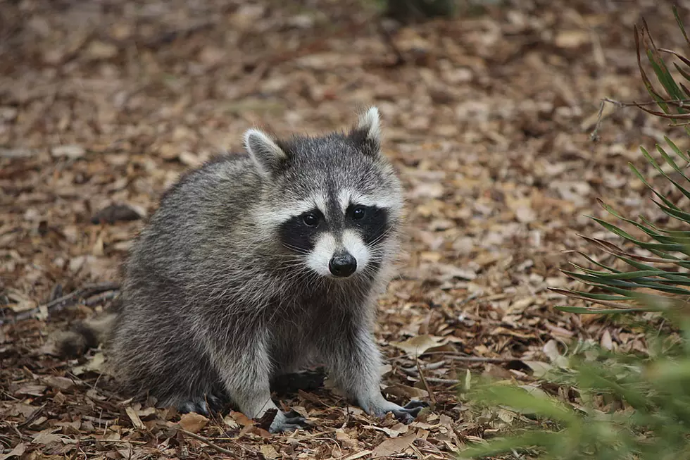 Augusta Fire Rescues a Baby Raccoon