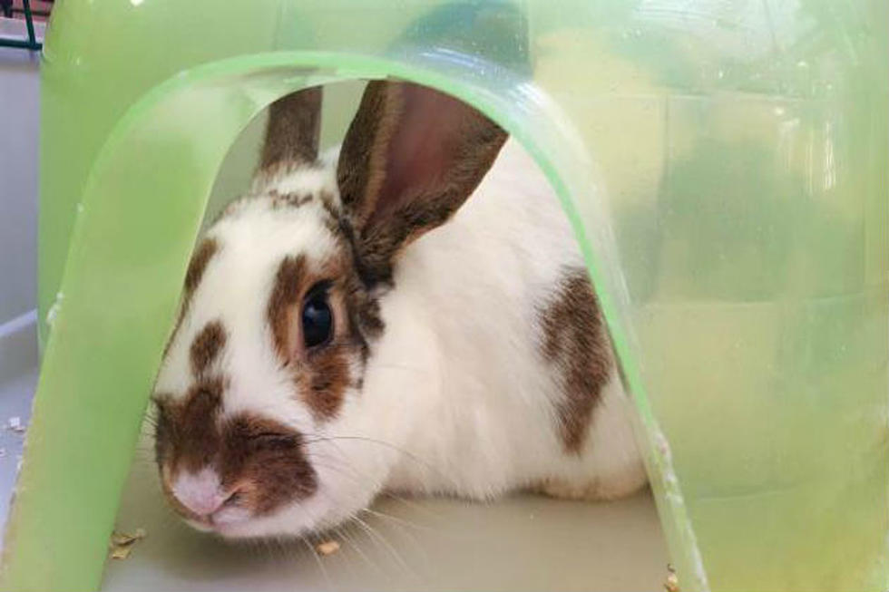 The Easter Bunny Needs A Get Out Of Jail Card Before Easter!  Adopt This Furbaby