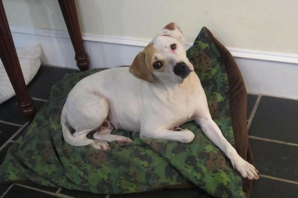 This Sweet Maine Pup is Great with Cats, Kids and Other Dogs &#8212; Can You Give Her a Home?